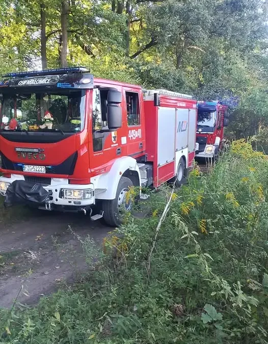 Pożar gałęzi w Małomicach – strażacy interweniowali przy ul. Chabrowej