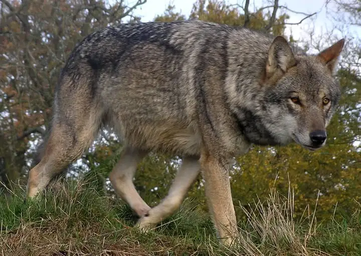 Wilki w okolicach Krzywczyc – gmina Niegosławice apeluje o ostrożność