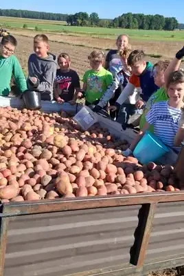 Klasa 3b na wykopkach w Janowcu – lekcja przyrody i tradycji