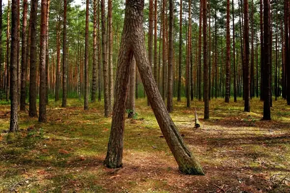 Światowy Dzień Drzewa – perła dendrologiczna w okolicach Przewozu